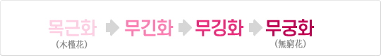이름의 변천 도해: 목근화(木槿花) → 무긴화 → 무깅화 → 무궁화(無窮花)