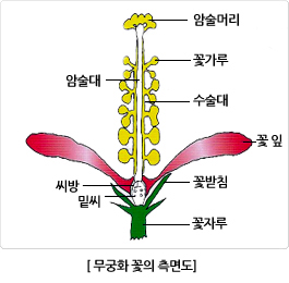무궁화 꽃의 측면도. 암술머리, 꽃가루, 암술대, 수술대, 꽃잎, 꽃받침, 씨방, 밑씨, 꽃자루의 위치를 표시한 그림.