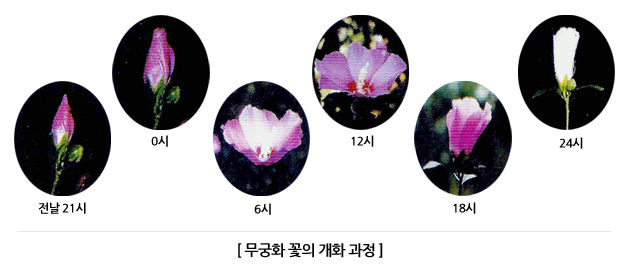무궁화 꽃의 개화 과정 사진. 전날 21시 봉오리, 0시, 6시, 12시 만개, 18시, 24시 오므라든 모습까지 여섯 단계.
