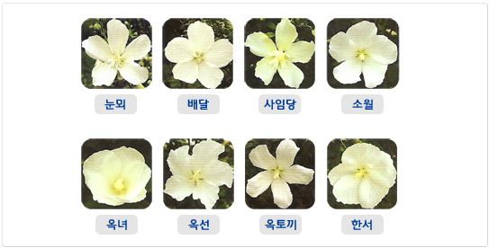 배달계 무궁화 품종 사진 모음