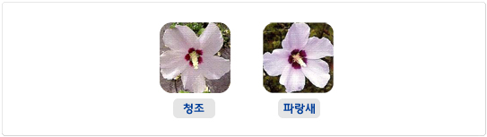 청단심계 무궁화 품종 사진 모음