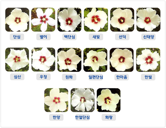 백단심계 무궁화 품종 사진 모음