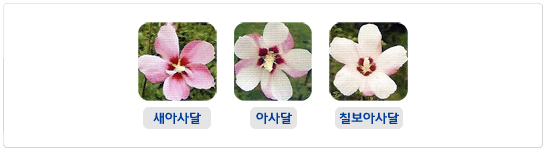 아사달계 무궁화 품종 사진 모음