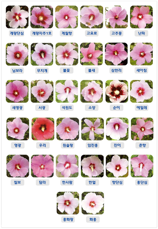 개량단심, 계월향, 고요로, 남보라, 무지개, 새아침, 영광, 진이, 춘향, 한사람, 홍단심 등 우리나라 무궁화 품종 32종의 꽃 사진 모음