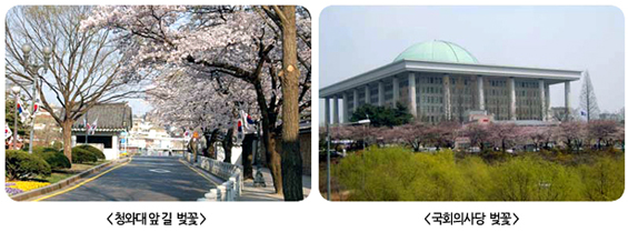왼쪽은 청와대 앞길에 만개한 벚꽃, 오른쪽은 국회의사당 앞마당을 둘러싼 벚꽃 나무.
