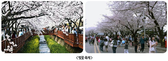 벚꽃 축제 현장 사진 두 장. 벚꽃 터널 아래 다리와 거리를 가득 메운 인파.
